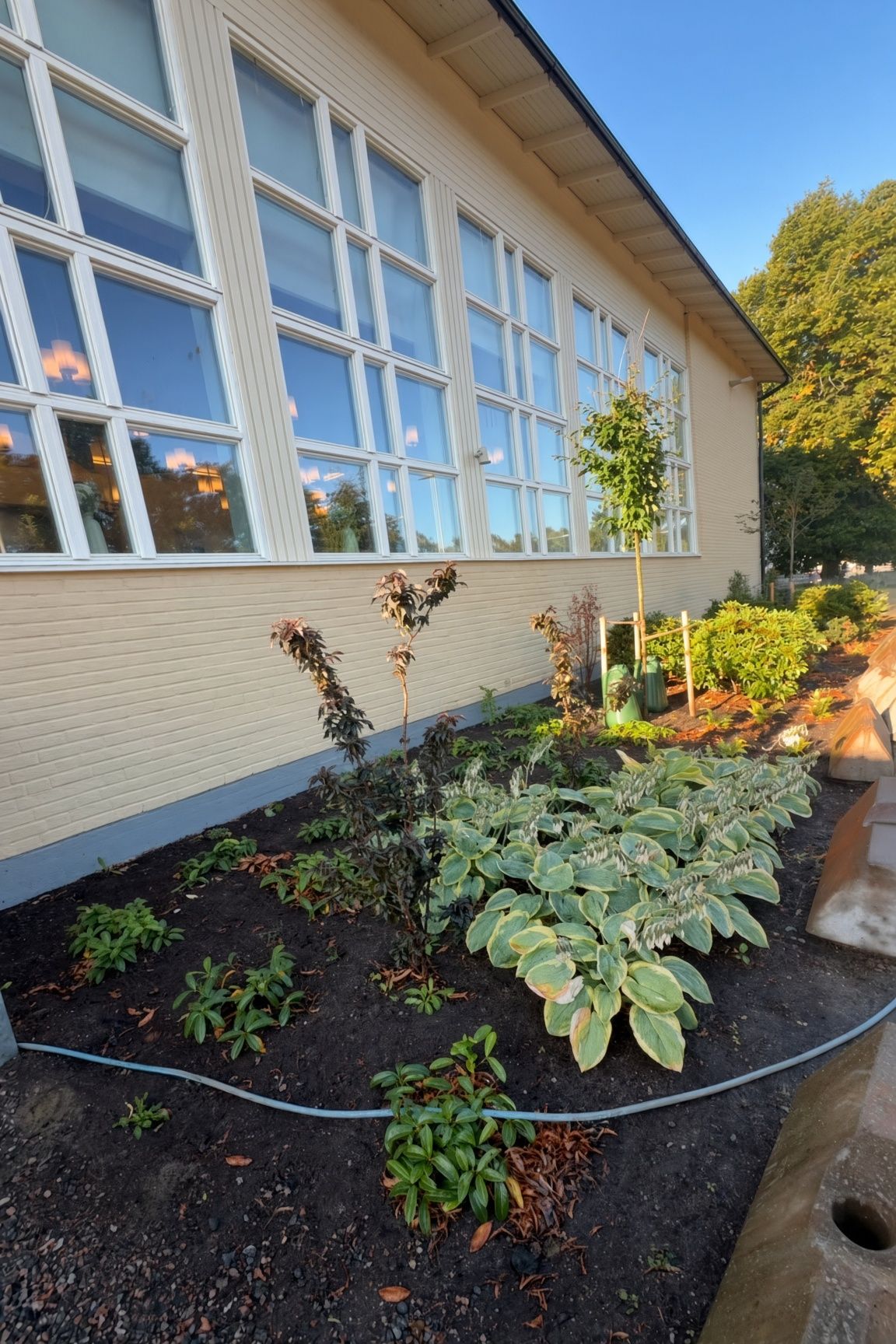 Nyplantering längs Tappströmsskolan i Ekerö
